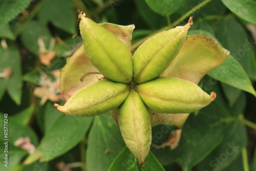 A close up of a leaf