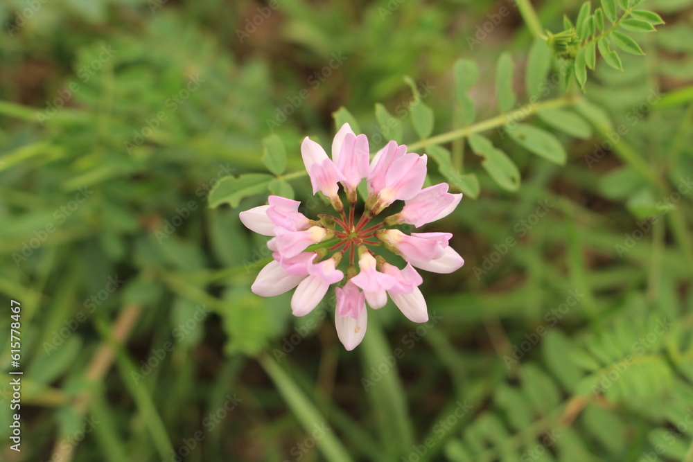 Fototapeta premium A pink flower in a bush