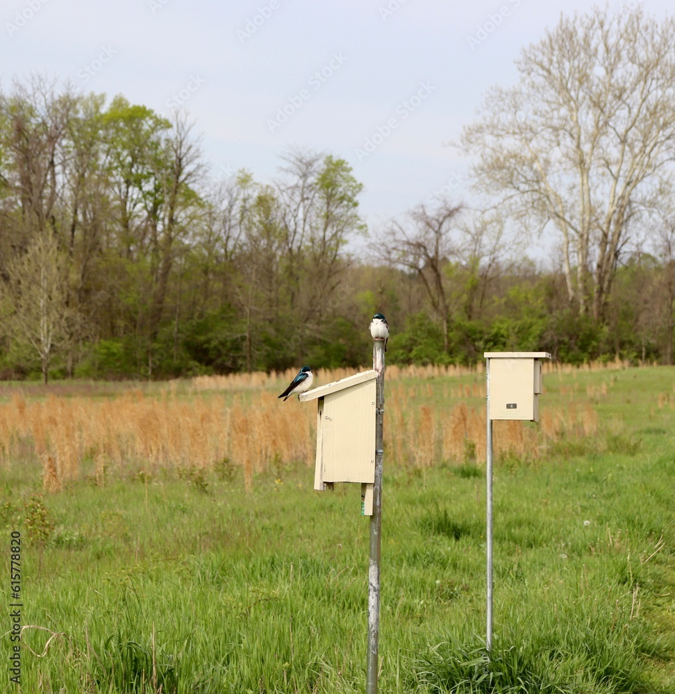 A close view of the old wood birdhouses in the field. A close view of the old wood birdhouses in the field.
