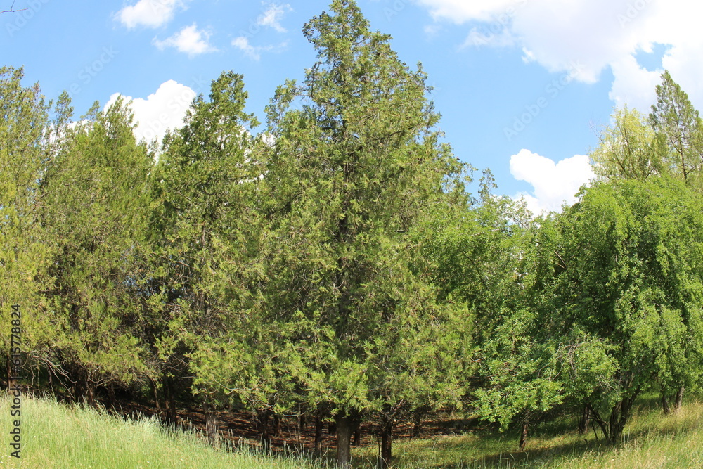 A group of trees in a grassy field A group of trees in a grassy field