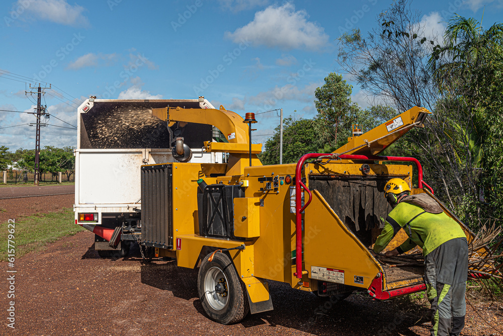 Arborist with wood chipper feeding branches through Arborist with wood chipper feeding branches through