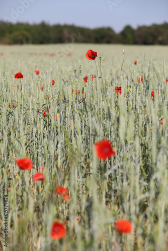 Red poppy flowers in a wheat field, Gotland Sweden.