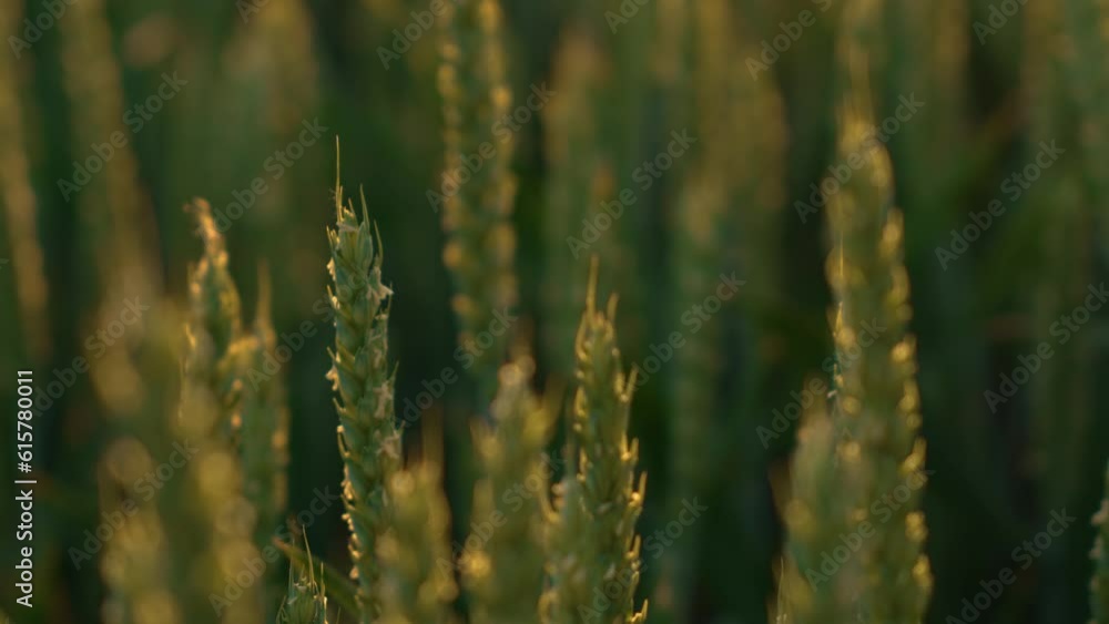 Ears of high yielding green wheat spikelets close up before harvest at summer evening. Beautiful rural grain field. Work in agronomic farm for making business and production organic eco bio food Ears of high yielding green wheat spikelets close up before harvest at summer evening. Beautiful rural grain field. Work in agronomic farm for making business and production organic eco bio food