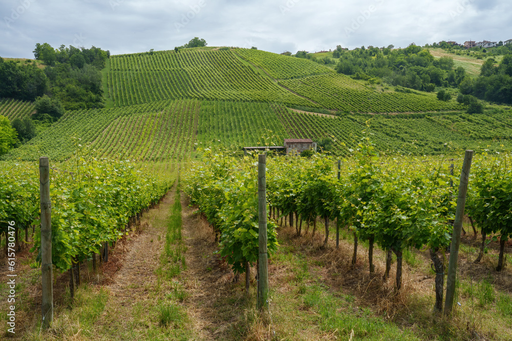 Obraz premium Hills of Oltrepo Pavese at June. Vineyards