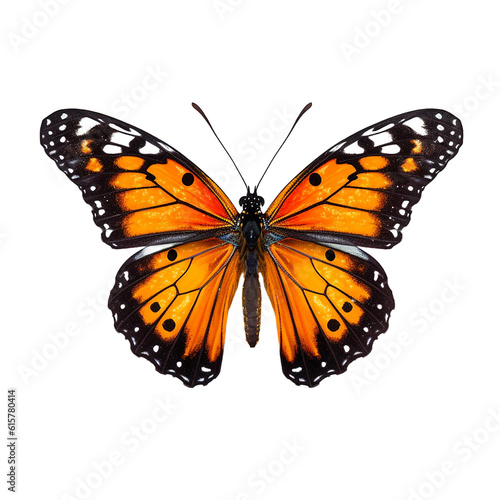 orange black butterfly standing , isolated on transparent background cutout 