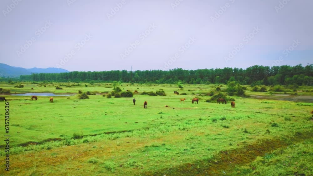 Drone view of grazing horses with foals in a meadow against the background of mountains. Beautiful rural landscape with horses on top. Herd of horses on a green meadow Drone view of grazing horses with foals in a meadow against the background of mountains. Beautiful rural landscape with horses on top. Herd of horses on a green meadow