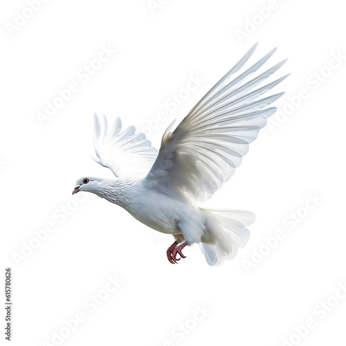 white pigeon flying , isolated on transparent background cutout