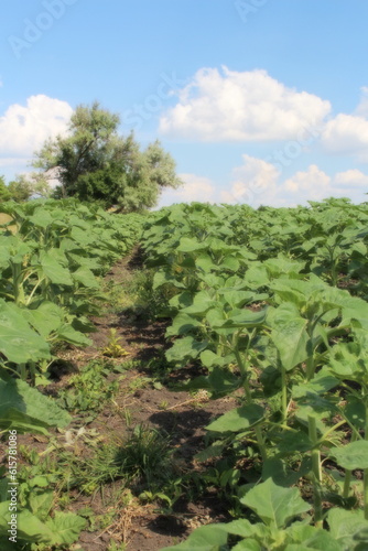 A field of green plants