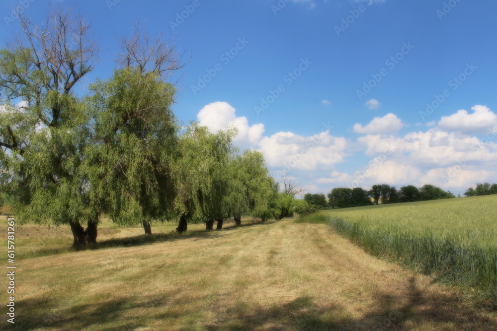 A dirt road with trees on either side of it A dirt road with trees on either side of it