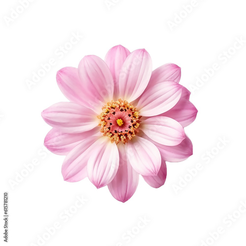 pink flower isolated on transparent background cutout