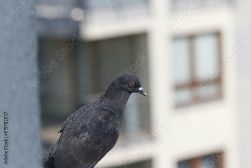A pigeon sitting on an aluminum balcony railing.