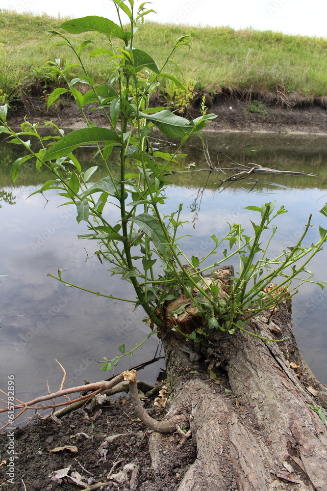 A tree with a plant growing out of it A tree with a plant growing out of it