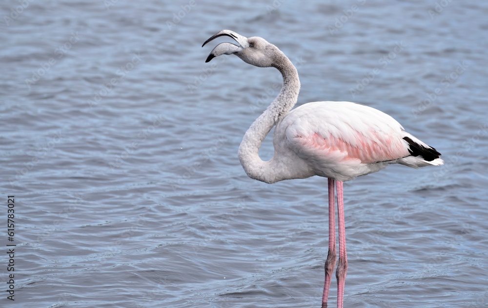 Flamingo water bird, Phoenicopterus roseus in the pond, bird call