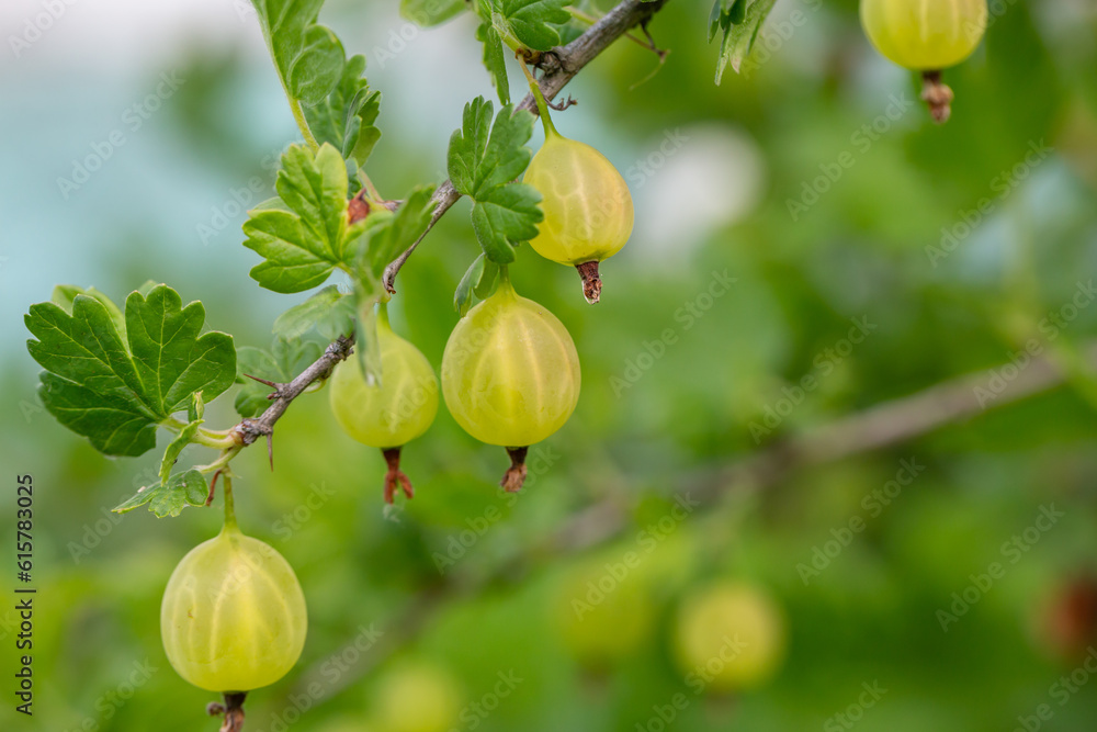 Green gooseberry berries on a green background on a summer day macro photography. Green berries hanging on a branch of a gooseberry bush close-up photo in summertime. Green gooseberry berries on a green background on a summer day macro photography. Green berries hanging on a branch of a gooseberry bush close-up photo in summertime.