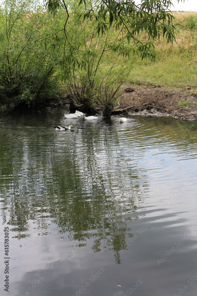 A group of ducks swimming in a body of water A group of ducks swimming in a body of water