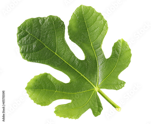 Tableau sur toile Common fig green leaf isolated on white, clipping path