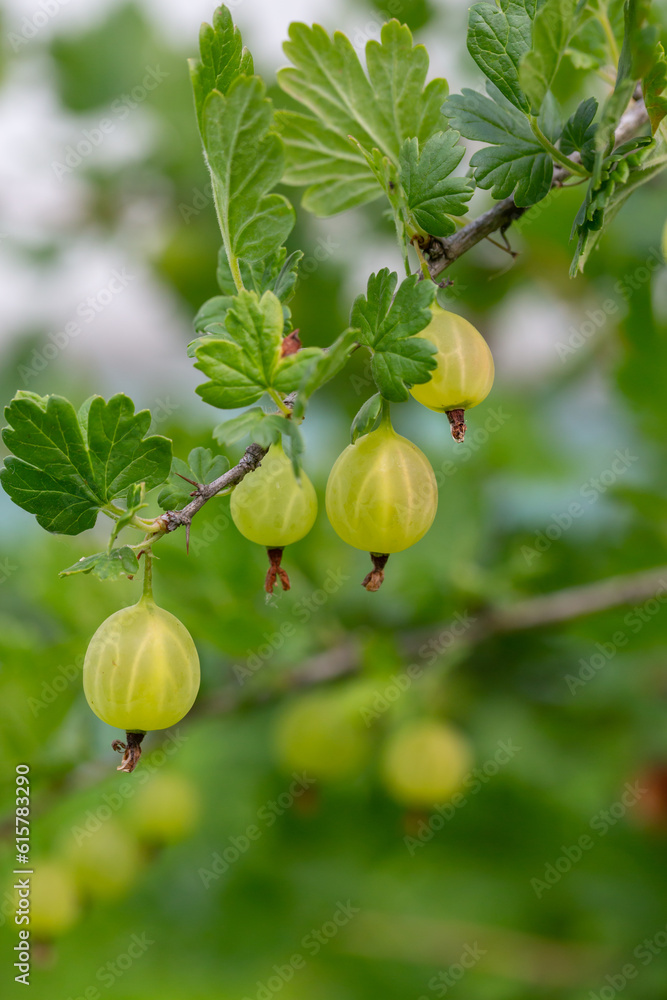 Green gooseberry berries on a green background on a summer day macro photography. Green berries hanging on a branch of a gooseberry bush close-up photo in summertime. Green gooseberry berries on a green background on a summer day macro photography. Green berries hanging on a branch of a gooseberry bush close-up photo in summertime.