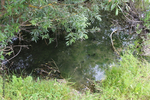 A stream running through a forest