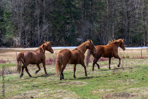 Three horses running in a field