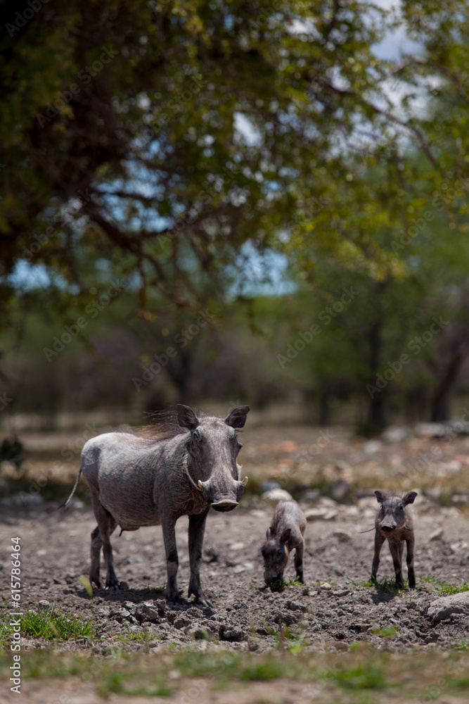 Warthog with 2 babies - Etosha, Namibia - phacochoerus aethiopicus Warthog with 2 babies - Etosha, Namibia - phacochoerus aethiopicus