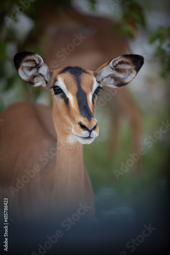 Black Faced Impala close up at Etosha Park in Namibia