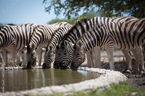 Zebras on a pond at Etosha National Park in Namibia