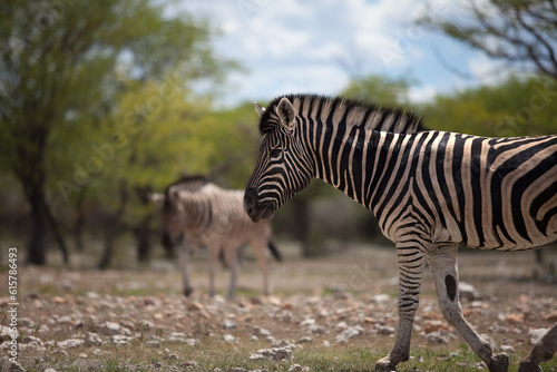 Zebra at Etosha National Park in Namibia