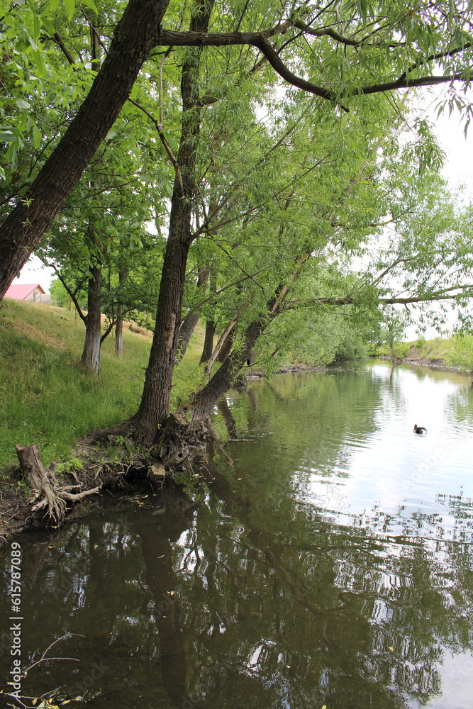 A river with trees and grass A river with trees and grass