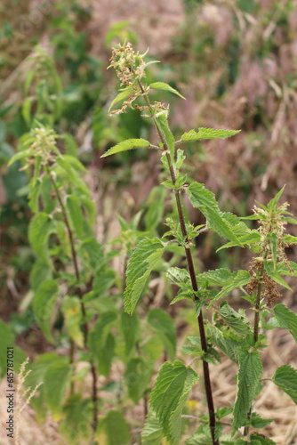 A close-up of a plant