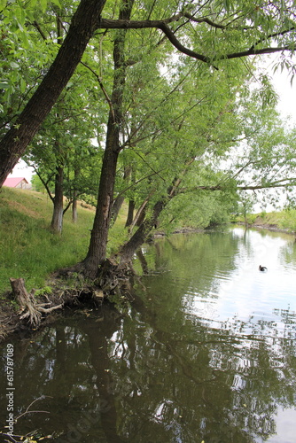 A river with trees and grass