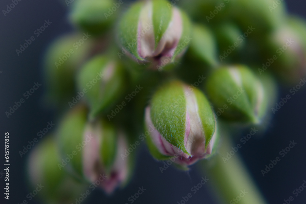 Blurred macrophotography of pink geranium buds