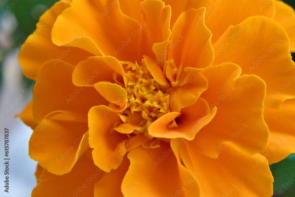 Macrophotography of orange marigold