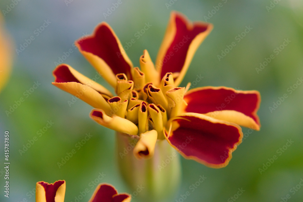 Macrophotography of red-yellow marigolds
