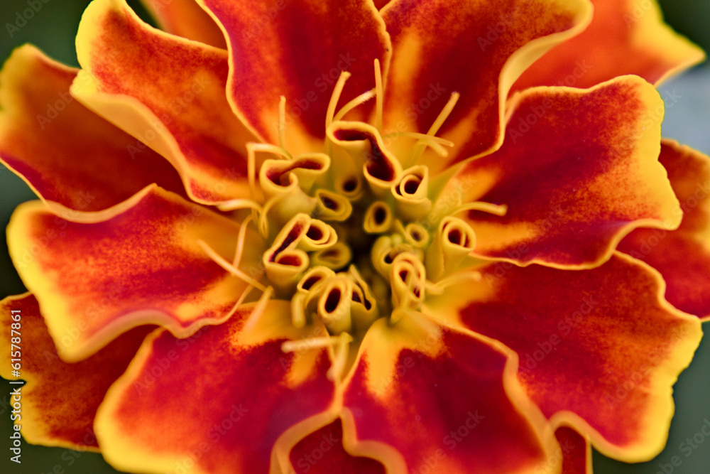 Macrophotography of red-yellow marigolds