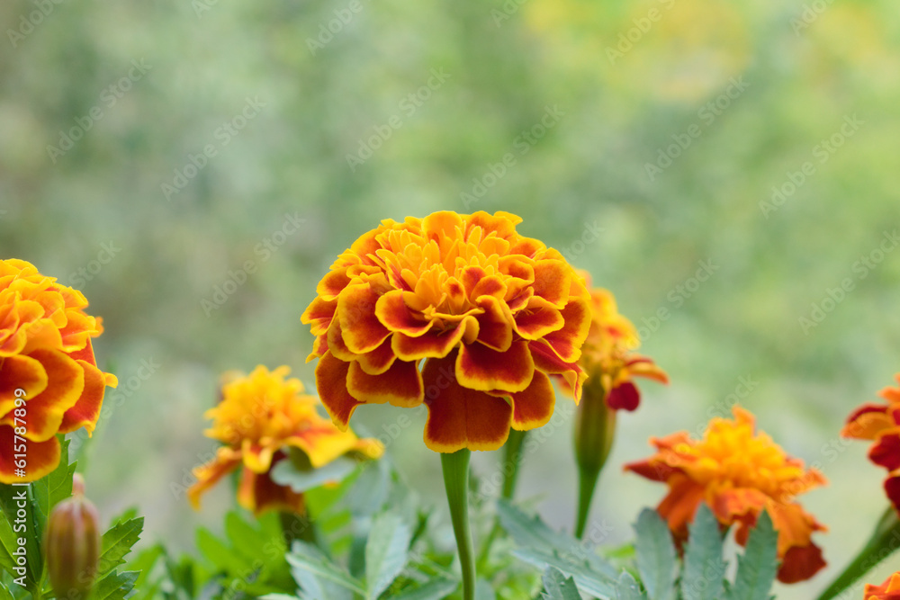 Macrophotography of red-yellow marigolds