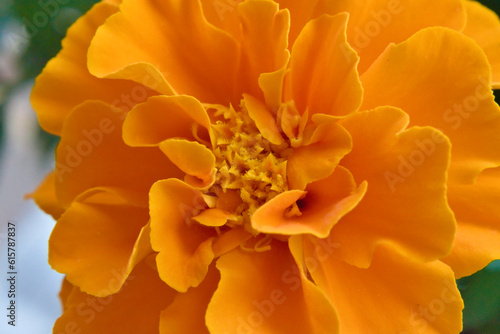 Obraz na płótnie Macrophotography of orange marigold w salonie