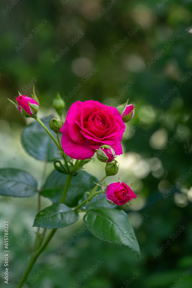 Blooming pink rose flower macro photography on a sunny summer day. Garden rose with pink petals close-up photo in the summertime. Tender rosa floral background.	