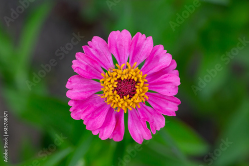 Blossom pink zinnia flower on a green background on a summer day macro photography. Blooming zinnia with pink petals close-up photo in summertime.