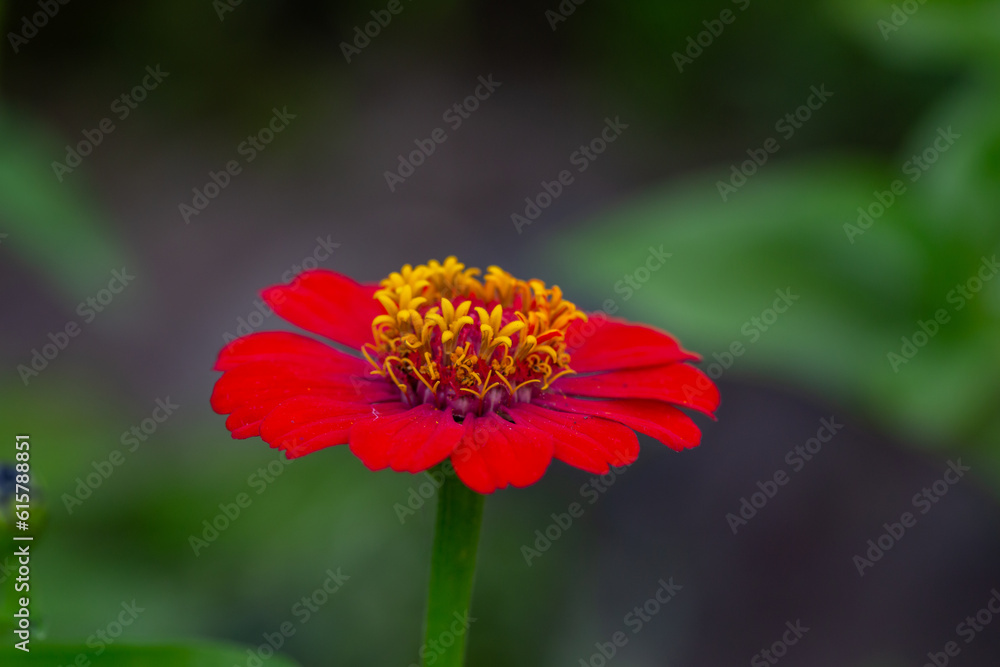 Bright red zinnia flower on a green background on a summer day macro photography. Blooming zinnia with red petal photography close-up in summer. Bright red zinnia flower on a green background on a summer day macro photography. Blooming zinnia with red petal photography close-up in summer.
