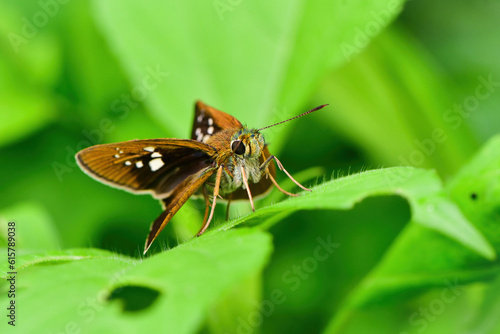 初夏の雑木林や公園で見られる身近な小さなチョウのオオチャバネセセリ