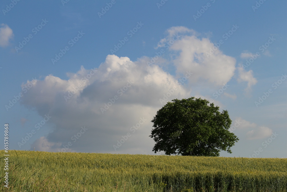 Fototapeta premium A tree in a field