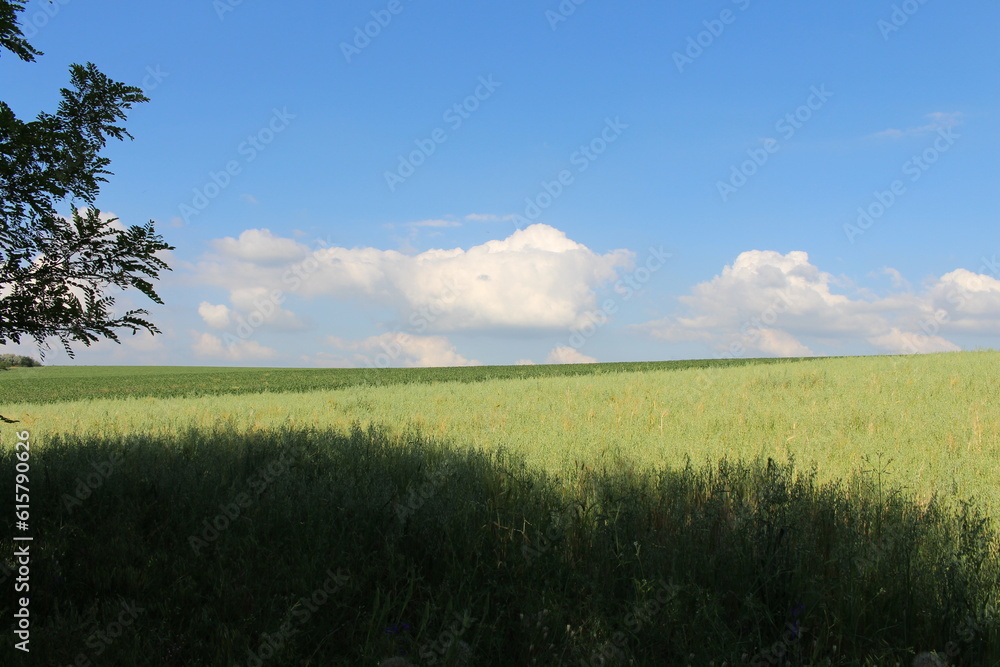 Obraz premium A field of grass