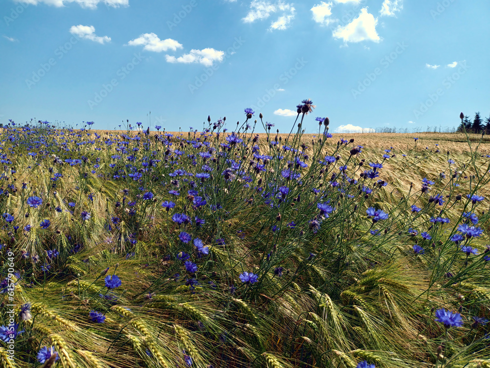 Φωτογραφία Feldblumen in violett  im Sommer mit blauem Himmel mit weißen Wolken im Hintergrund im Juni im Norden von Luxemburg bei Bourscheid