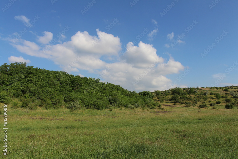 A grassy field with trees and blue sky A grassy field with trees and blue sky