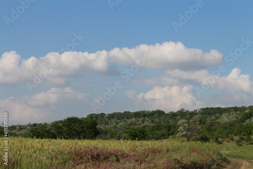 A field with trees and bushes