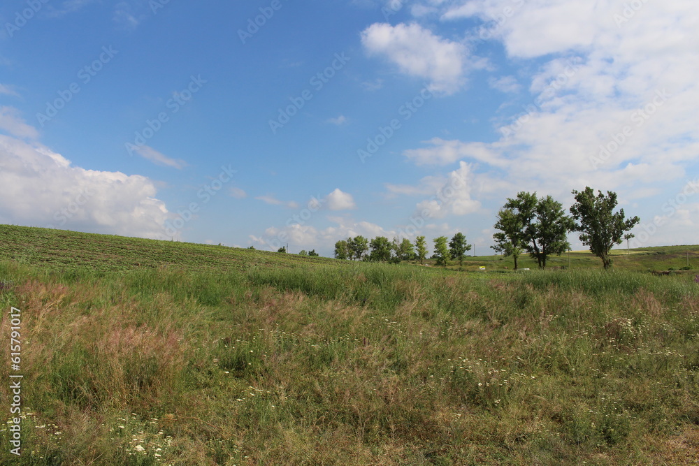 A grassy field with trees A grassy field with trees