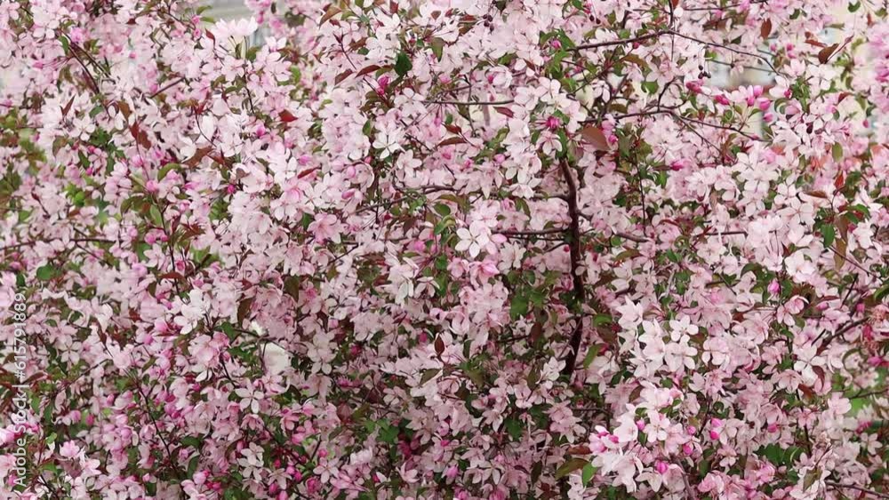 Smooth camera movement, pink flowers of an apple tree against a white sky. Smooth camera movement, pink flowers of an apple tree against a white sky.