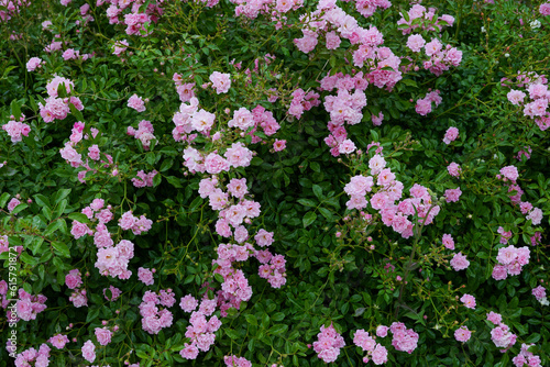 Pink roses in a full bloom in the garden. flowers and green leaves background. Garden concept