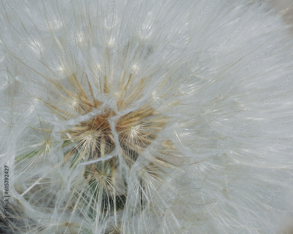 Fototapeta premium dandelion seed head