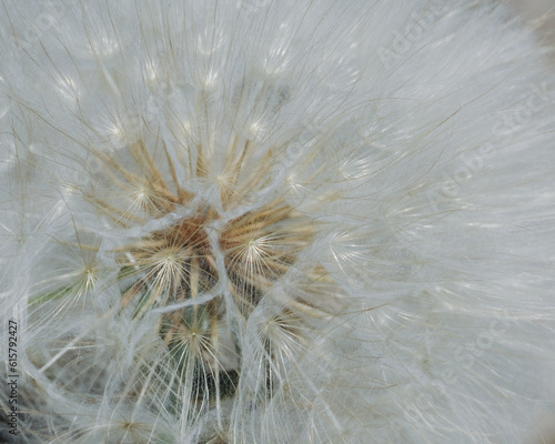 dandelion seed head